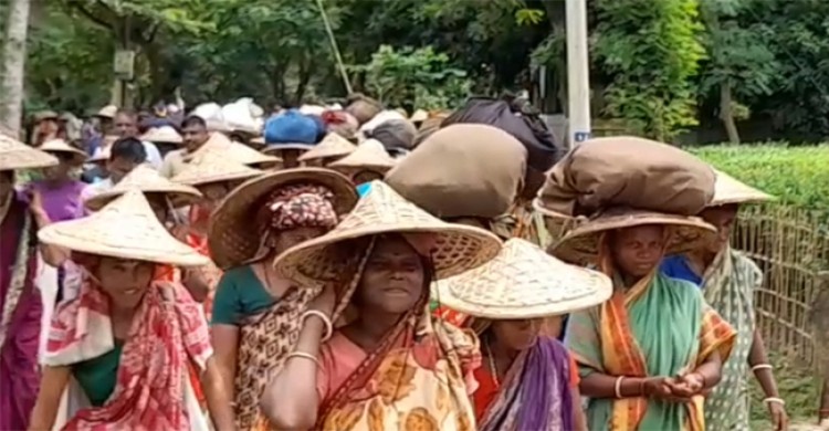 দৈনিক মজুরি বৃদ্ধির দাবিতে অনির্দিষ্টকালের ধর্মঘটে চা শ্রমিকরা