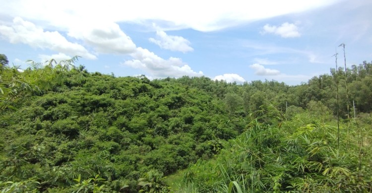 শ্রীমঙ্গলে চা বাগানে মাটিচাপায় চার নারীর মৃত্যু