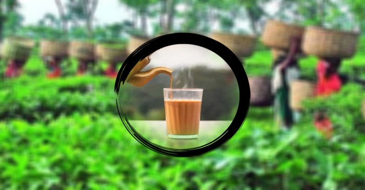 দেশে সেপ্টেম্বর মাসে চা উৎপাদনের নতুন রেকর্ড