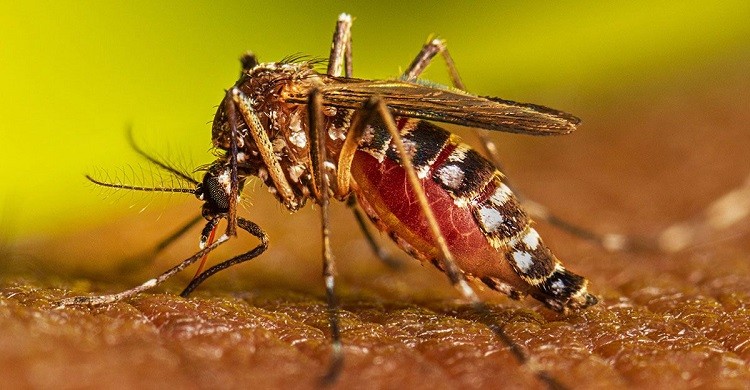 ডেঙ্গু আক্রান্ত হয়ে ১৮ দিনে ১৭ জনের মৃত্যু