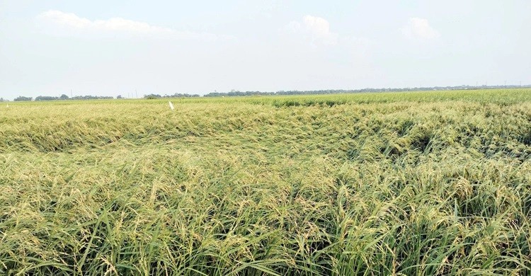 শিলাবৃষ্টিতে নেত্রকোনায় পাকা ধানের ব্যাপক ক্ষতি