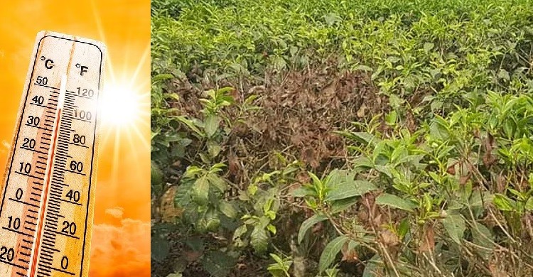 তীব্র তাপদাহে চা গাছ মরে যাওয়ায় উৎপাদনে নেমেছে অর্ধেকে
