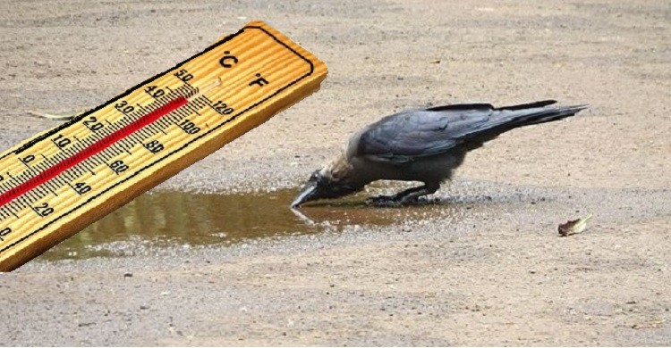 তীব্র তাপদাহের সময় পশুপাখির প্রতি সদয়সহ ৭ আমল