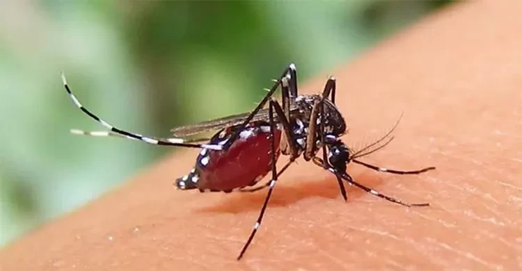 মে মাসে ১০৩৬ ডেঙ্গু রোগী হাসপাতালে ভর্তি