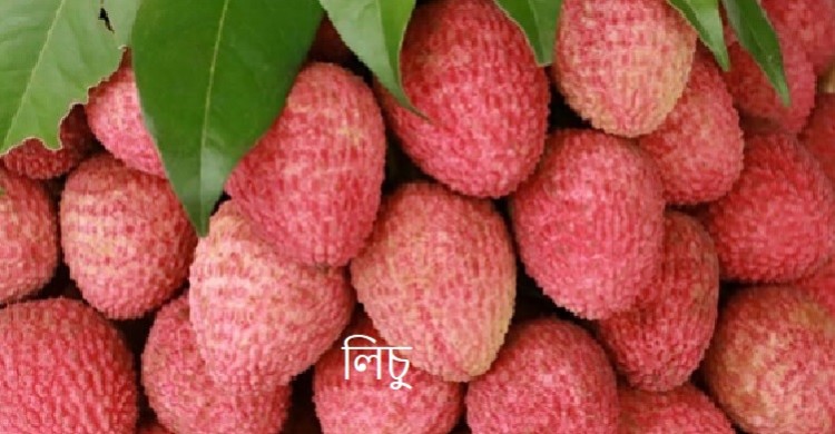 লিচু খাওয়ার উপকারিতা ও পার্শ্বপ্রতিক্রিয়া