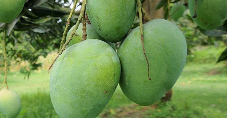 সুইডেনে বাংলাদেশ দূতাবাসের ‘আম-কূটনীতি’