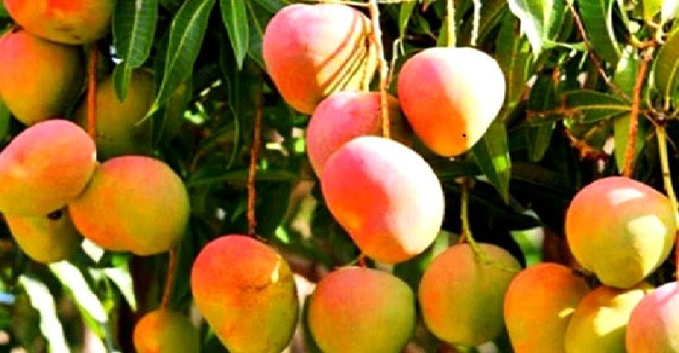 আম খাওয়ার পর এড়িয়ে চলুন ৫টি খাবার