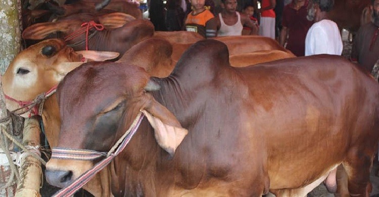 ঢাকায় পশুর হাট বসবে ১৯টি স্থানে