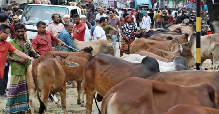 ‘চাপে’র বাজারে চাহিদা বেশি ছোট গরুর
