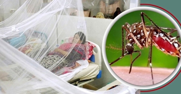 ২৪ ঘন্টায় ডেঙ্গুতে রেকর্ড ১৩ জনের মৃত্যু: শনাক্ত ১৫৩৩