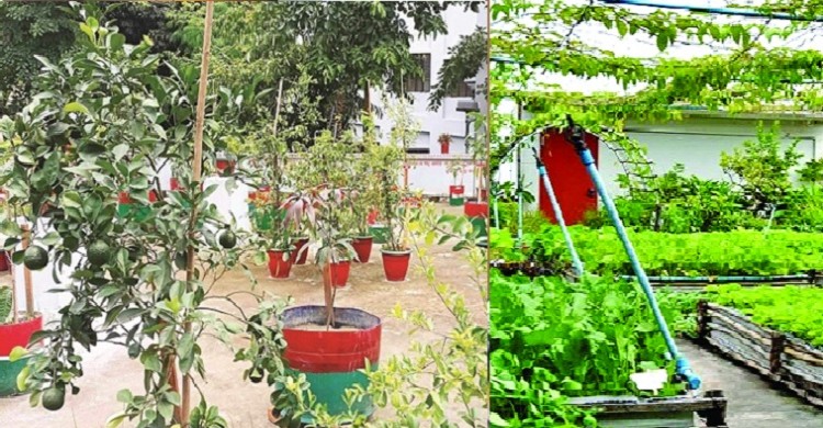 ছা‌দ বাগান করলে কৃ‌ষি ঋণ মিল‌বে