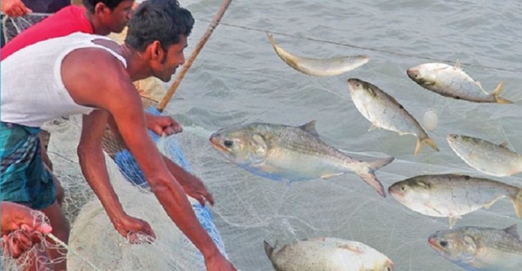 গভীর সমুদ্রে ধরা পড়ছে ঝাঁকে ঝাঁকে ইলিশ, আনন্দে জেলেরা