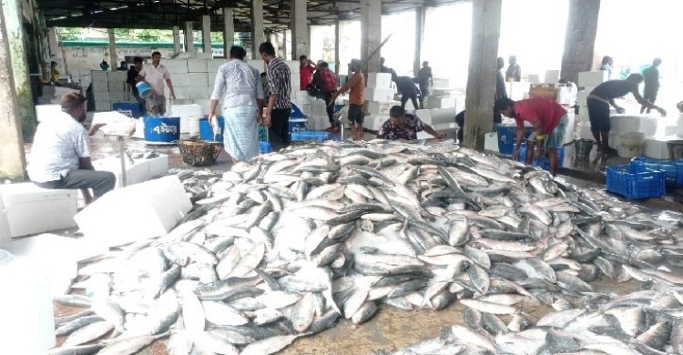 এক টানে জালে উঠল ৫২ লাখ টাকার ইলিশ