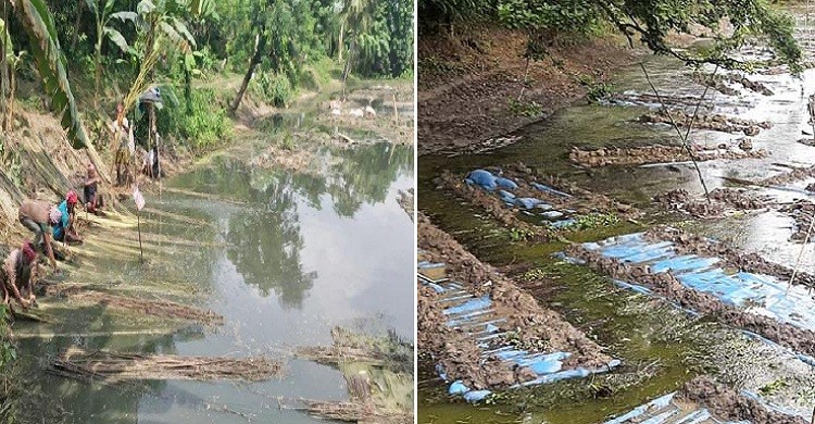 রাজশাহীতে পাট জাগ দিতে পুকুর ভাড়া