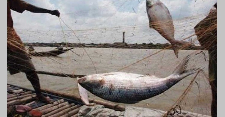 মধ্যরাতে শেষ হচ্ছে ইলিশ ধরায় নিষেধাজ্ঞা
