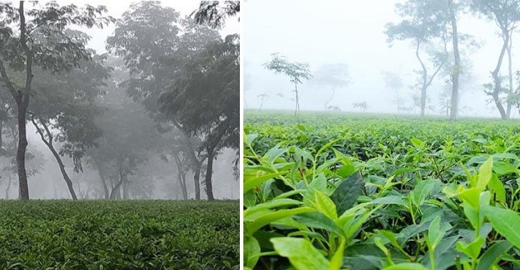 দেশের সর্বনিম্ন তাপমাত্রা মৌলভীবাজারের শ্রীমঙ্গলে