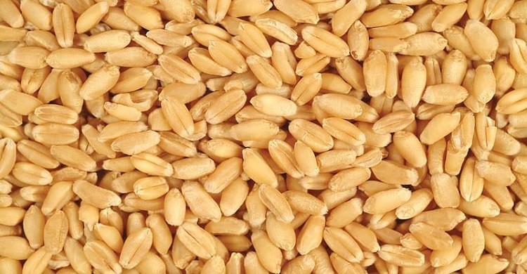 রাশিয়া গম রপ্তানি করতে চায় বাংলাদেশে