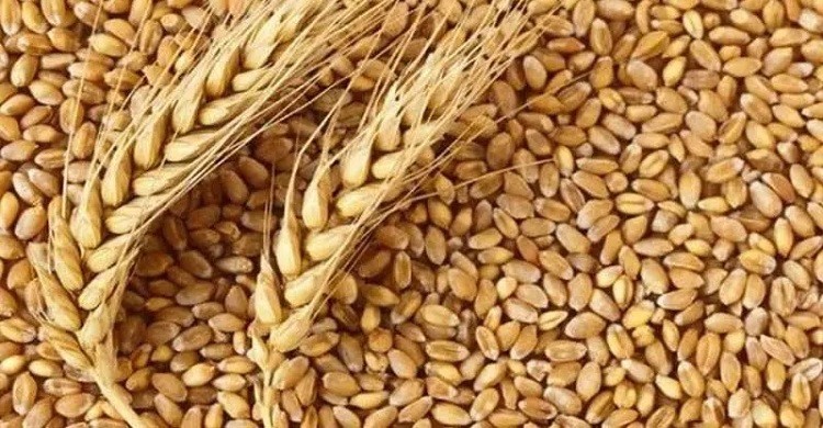 বিশ্ববাজারে গমের ব্যাপক মূল্য হ্রাস