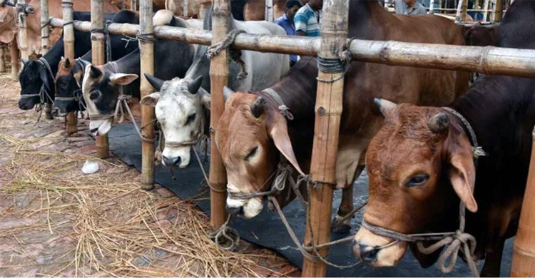 হাট ভরা কোরবানির পশু, দাম নাগালে আসার অপেক্ষায় ক্রেতারা
