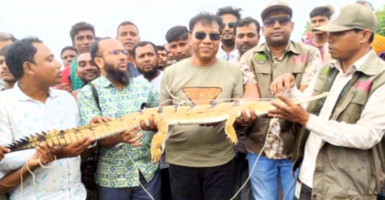 দৌলতপুরে জেলেদের জালে ধরা পড়লো বিলুপ্ত প্রজাতির ঘড়িয়াল