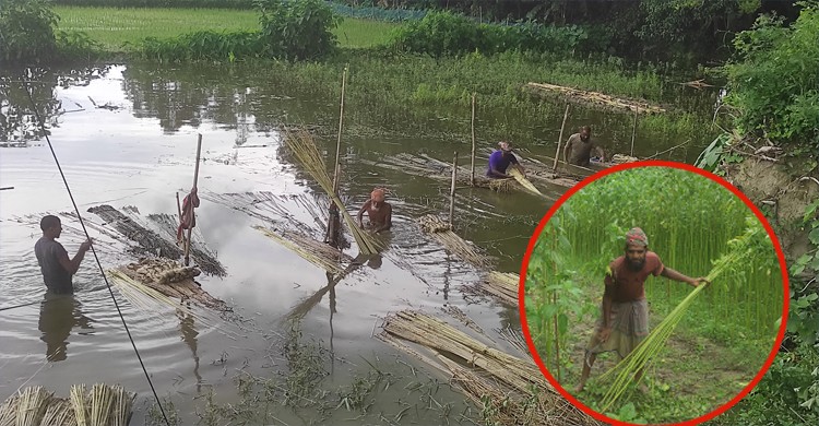 টাঙ্গাইলে পাটের বাম্পার ফলন, কৃষকের মুখে হাসি