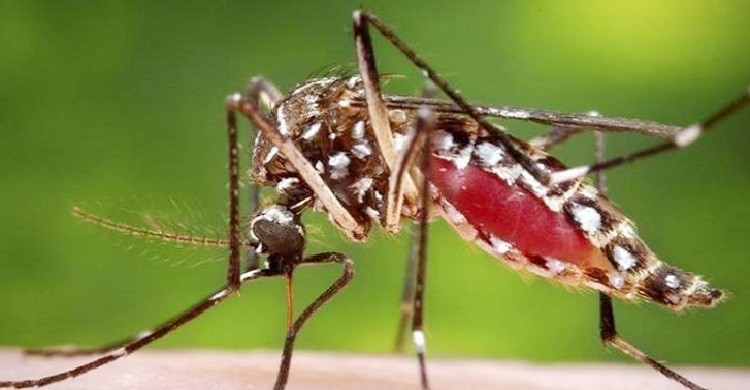 ডেঙ্গু: আরও ৪ জনের মৃত্যু, হাসপাতালে ভর্তি  ৮৮৮