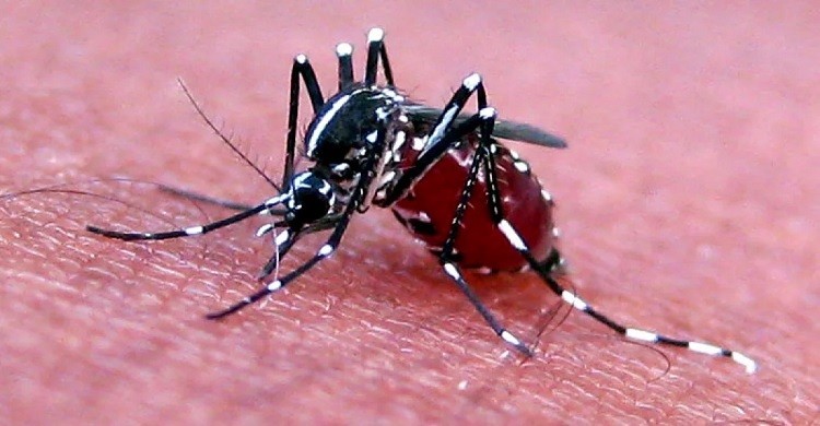 ডেঙ্গুতে আরও ৫ মৃত্যু, হাসপাতালে ৫৬২ জন