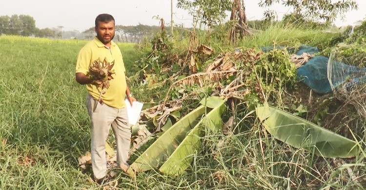 মাদারীপুরে জমি নিয়ে বিরোধে কৃষকের ৪শ’ কলাগাছ কেটে ফেলার অভিযোগ