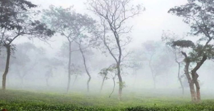 শ্রীমঙ্গলে তাপমাত্রা নেমেছে ১১ ডিগ্রিতে