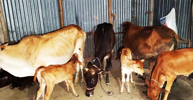 বিএনপি নেতার বাড়িতে মিললো লুটের ২৪টি গরু