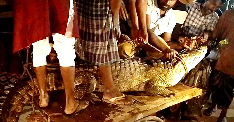 শৈলকুপায় কুমির উদ্ধার
