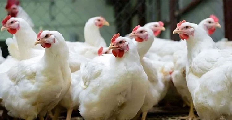 ঈদের আগে দাম বাড়লো মুরগির