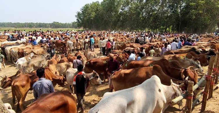 ছবিঃ সংগৃহীত