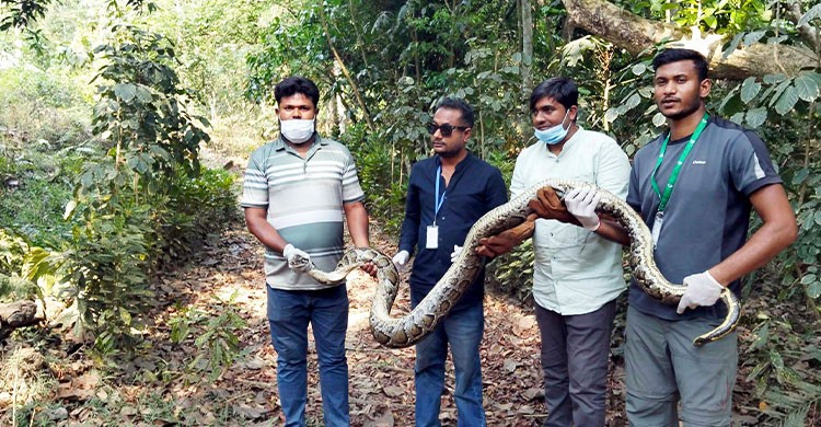 চা বাগানে ছিল ১৫ ফুট লম্বা অজগর, লাউয়াছড়া উদ্যানে অবমুক্ত