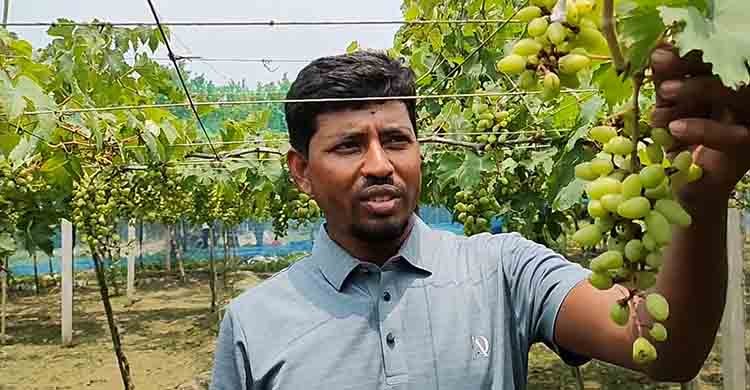 জীবননগরে আঙুর চাষে সফলতার স্বপ্ন দেখছেন দুই ভাই