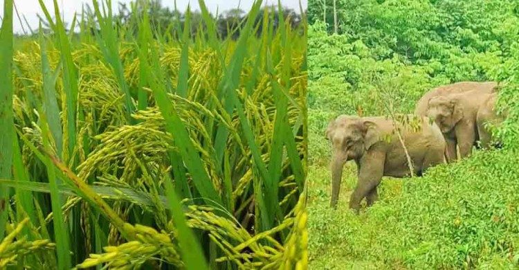 শেরপুরে বন‍্যহাতির ভয়ে আধা পাকা ধান কাটছে কৃষক