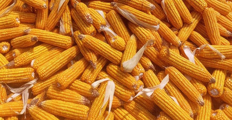 কিশোরগঞ্জে বেড়েছে ভুট্টা চাষ