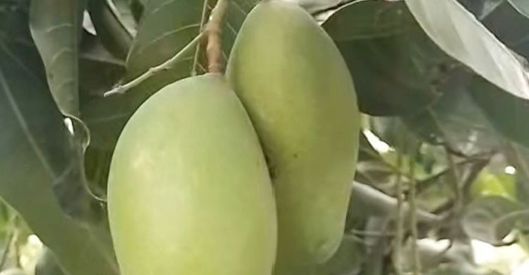সাপাহারের আমের বিশ্বমঞ্চে পরিচিতি ও সম্ভাবনা