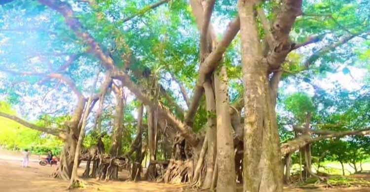 ত্রিশালে কালের সাক্ষী দুই শতাব্দীর পুরাতন বটগাছ