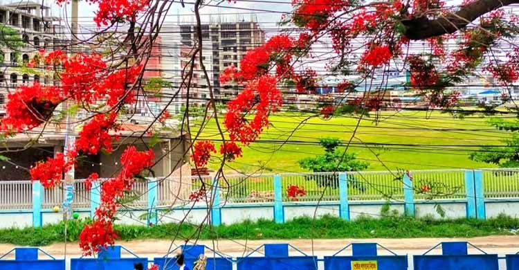 কৃষ্ণচূড়া, সোনালু ও জারুল ফুলে রঙে রঙিন হয়ে উঠেছে কুমিল্লা