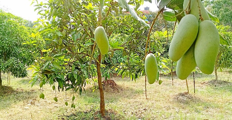 এবছর সাতক্ষীরায় আমের বাম্পার ফলন, রপ্তানি লক্ষ্যমাত্রা ৭০ মেট্রিকটন