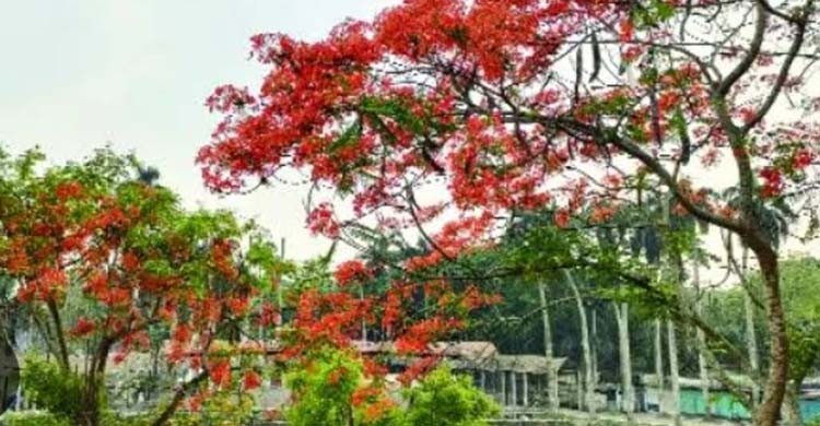 ঢাকা-চট্টগ্রাম মহাসড়কে মুগ্ধতা ছড়াচ্ছে ফুলের সৌন্দর্য
