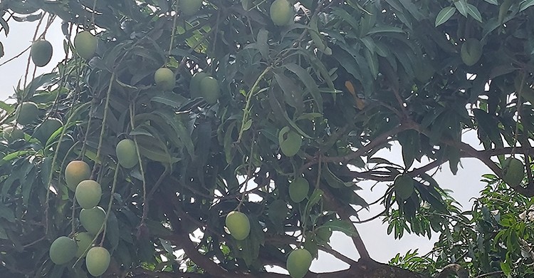 ইউরোপের বিভিন্ন দেশে রপ্তানি হবে সাতক্ষীরার ১২০ টন সুস্বাদু আম