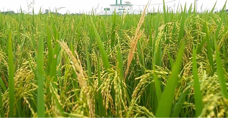 নাটোরে এবার ধানের বাম্পার ফলন