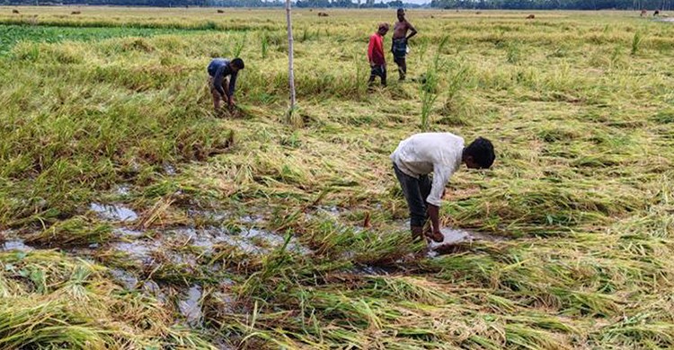 ফুলবাড়ীতে তিন দিনের ঝড় বৃষ্টিতে বোরো ধানের ব্যাপক ক্ষতি