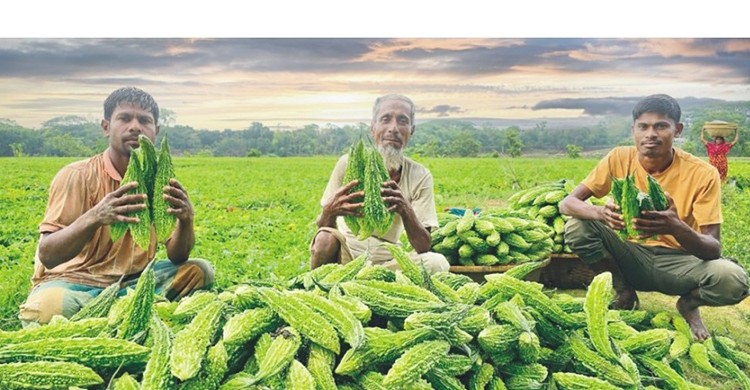 কুমিল্লায় করলা চাষে কৃষকের মুখে হাসি
