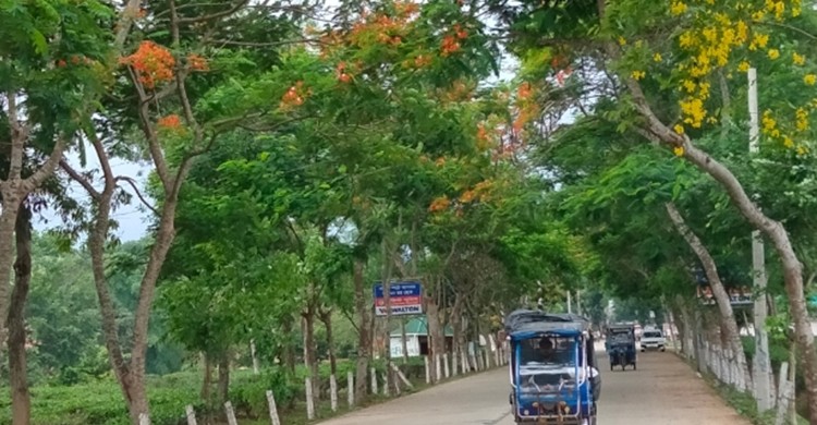 শ্রীমঙ্গলে সড়কের দুপাশে মুগ্ধতা ছড়াচ্ছে সোনালু, ক্যাসিয়া, কৃষ্ণচূড়া