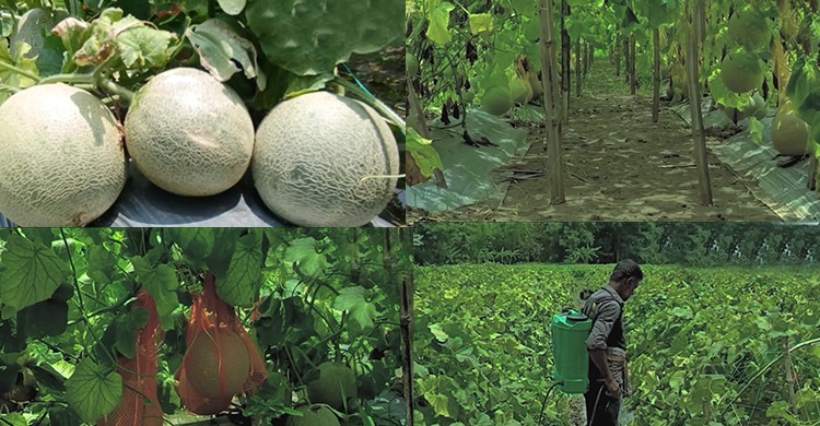 চুয়াডাঙ্গায় বাণিজ্যিকভাবে চাষ হচ্ছে ফল রকমেলন