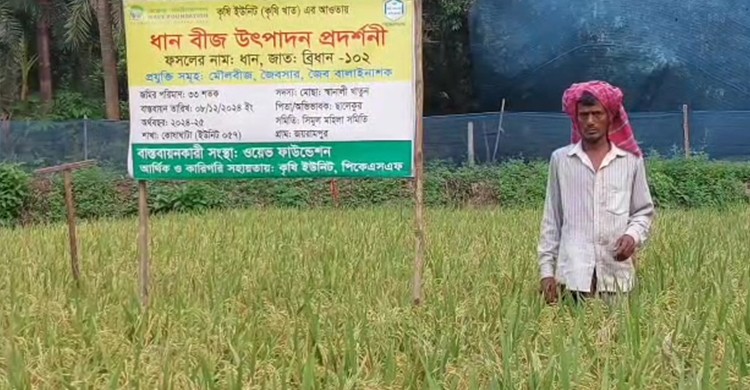 উচ্চফলনশীল ধান বীজ উৎপাদনে সফল চুয়াডাঙ্গার ধান চাষীরা