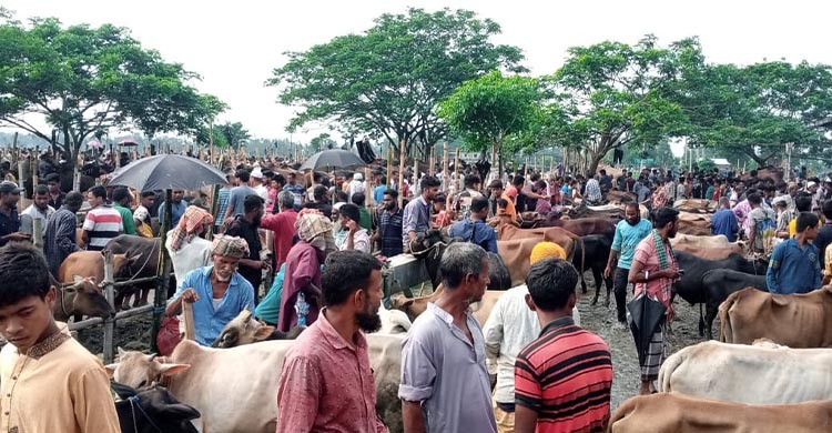 দিনাজপুরে শেষ মুহূর্তে জমে উঠেছে কোরবানী পশুর হাট